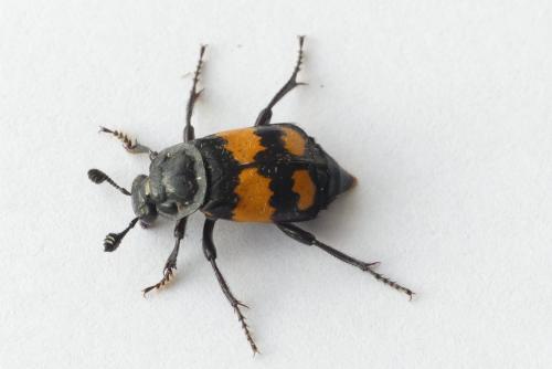 Réf. 192 256 : Nicrophorus vespilloides